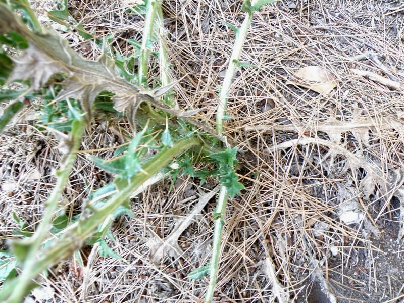 Cirsium vulgare