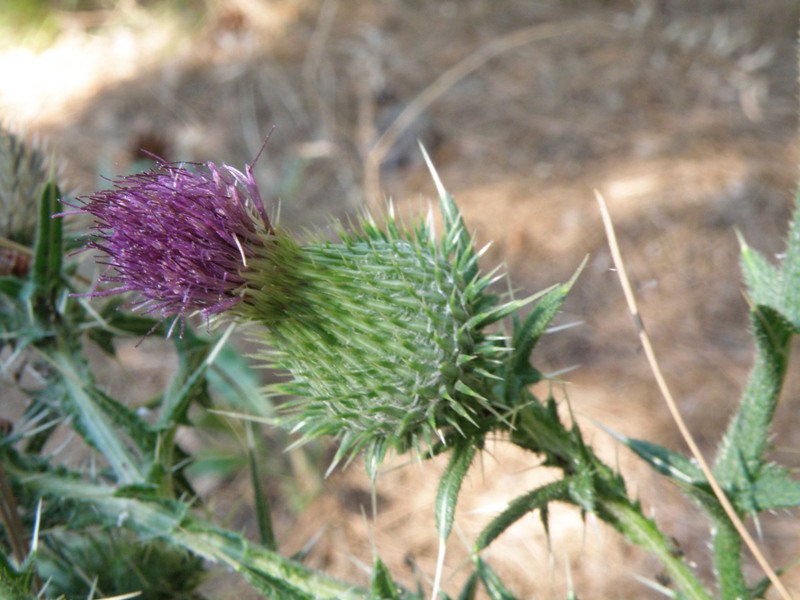 Cirsium vulgare