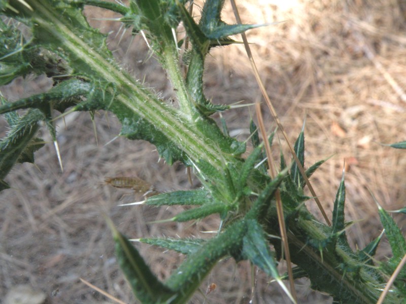 Cirsium vulgare