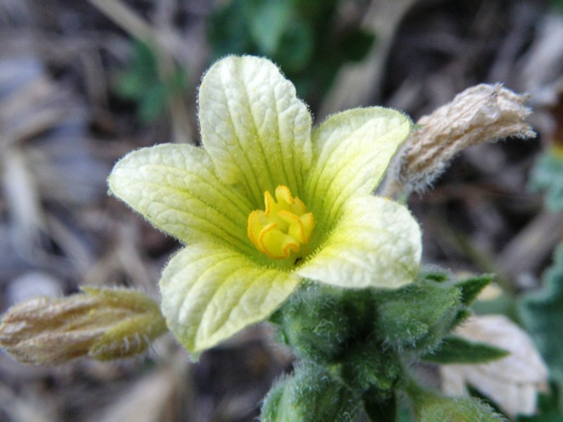 Ecballium elaterium / Cocomero asinino