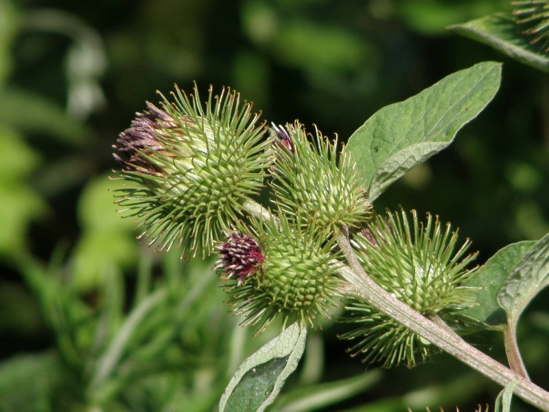 Arctium lappa / Bardana maggiore
