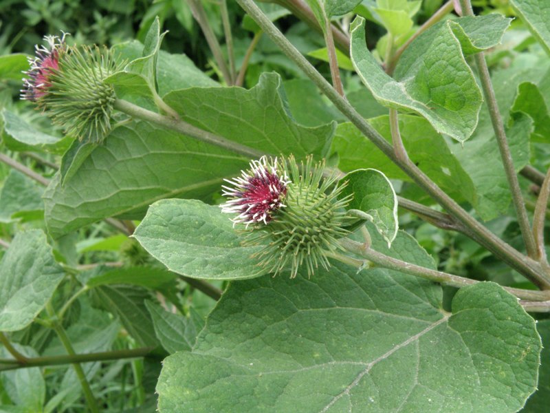 Arctium lappa / Bardana maggiore