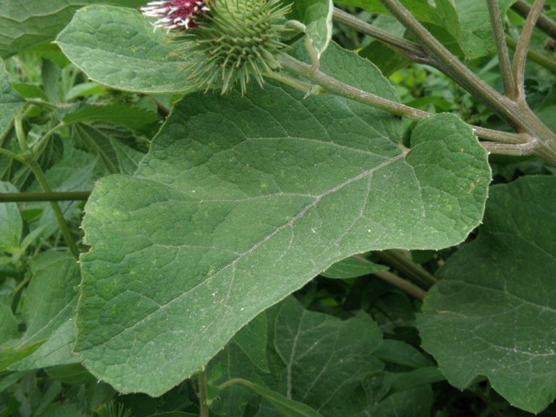 Arctium lappa / Bardana maggiore