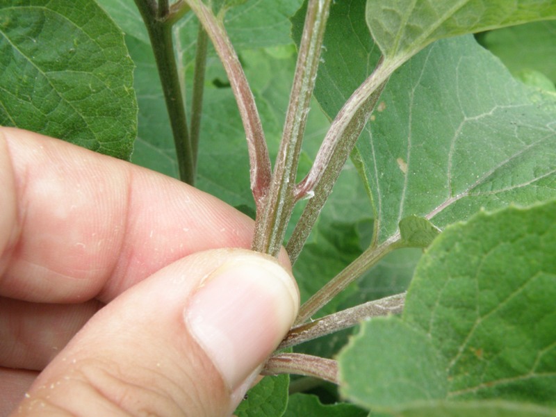 Arctium lappa / Bardana maggiore