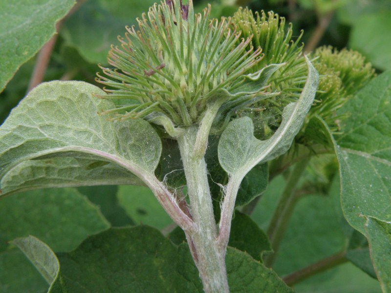 Arctium lappa / Bardana maggiore