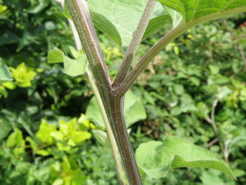 Arctium lappa / Bardana maggiore