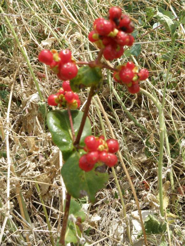 Lonicera etrusca