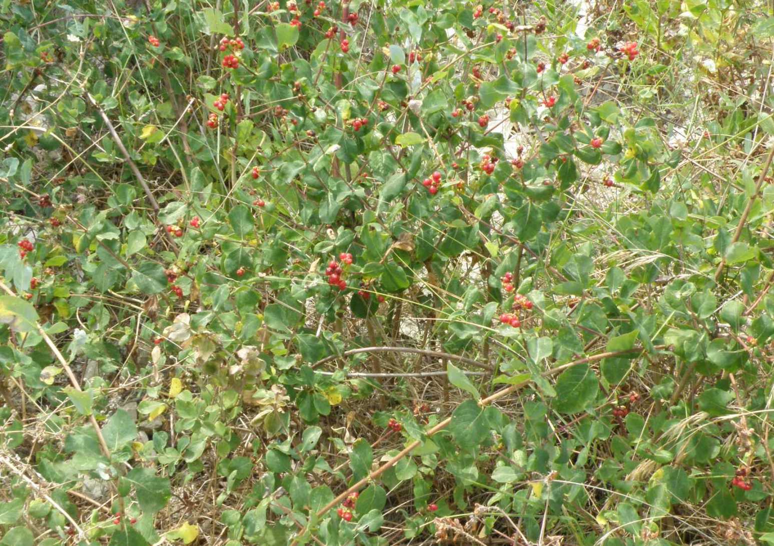 Lonicera etrusca