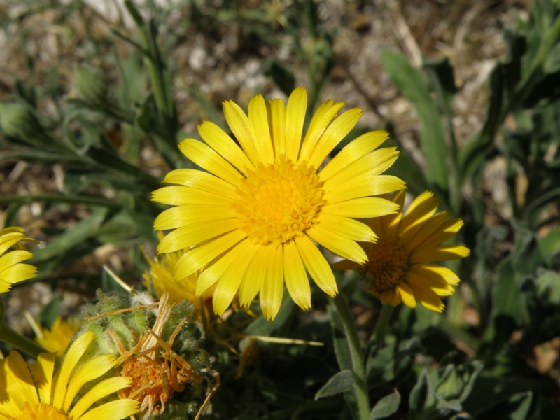 Calendula arvensis