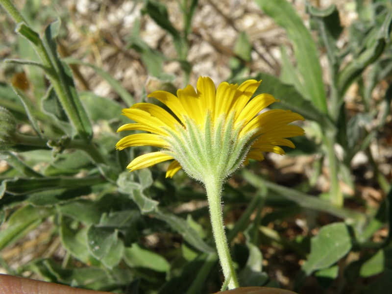 Calendula arvensis