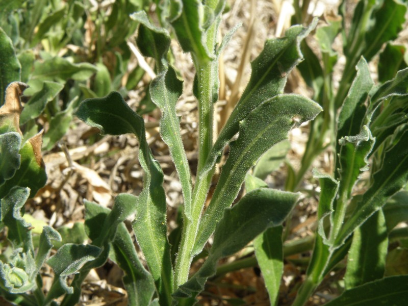 Calendula arvensis