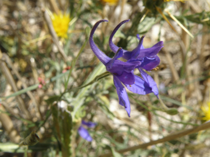 Delphinium e Consolida