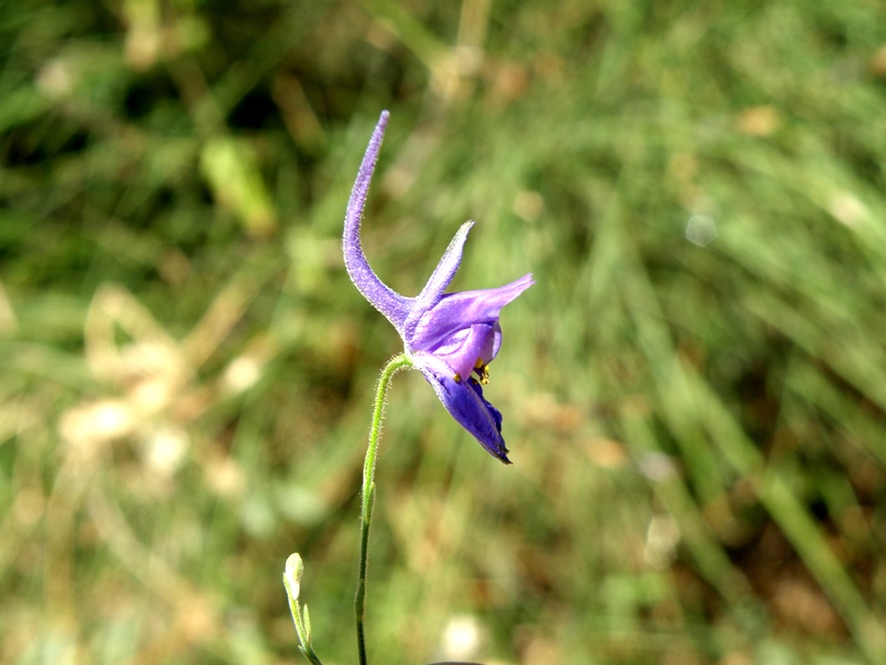 Delphinium e Consolida