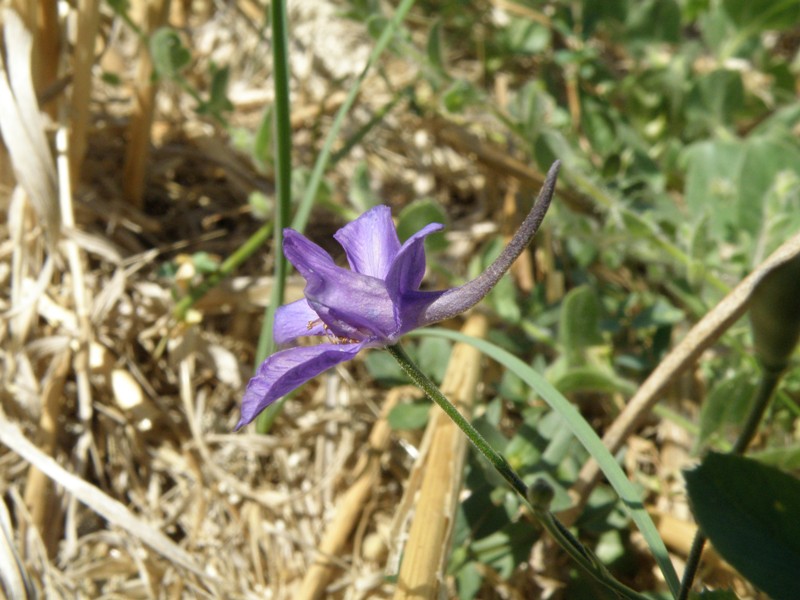 Delphinium e Consolida