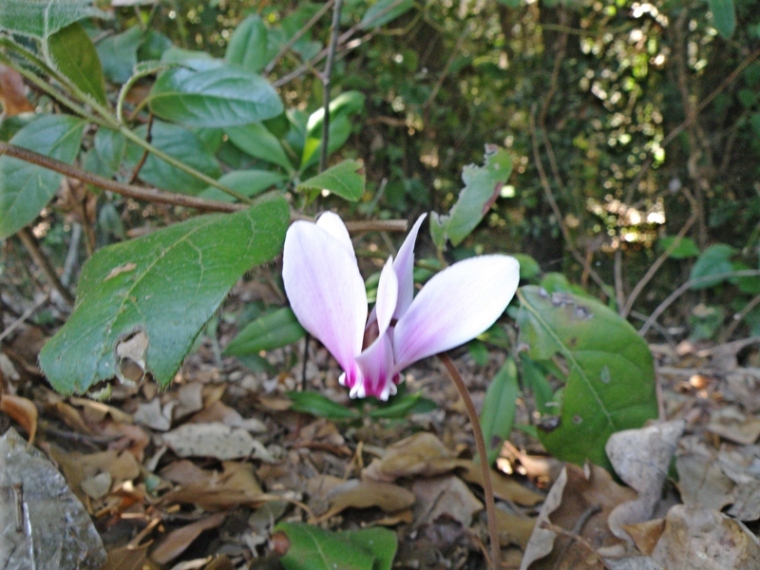 Cyclamen hederifolium / Ciclamino napoletano