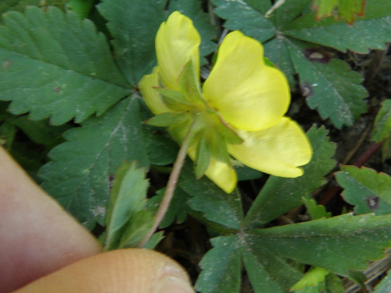 Potentilla reptans