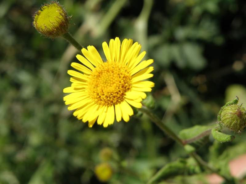 Pulicaria dysenterica