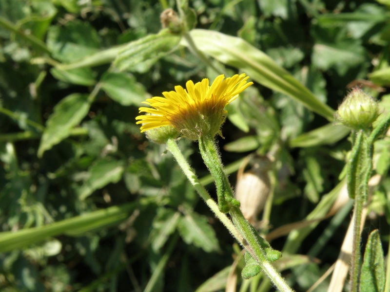 Pulicaria dysenterica
