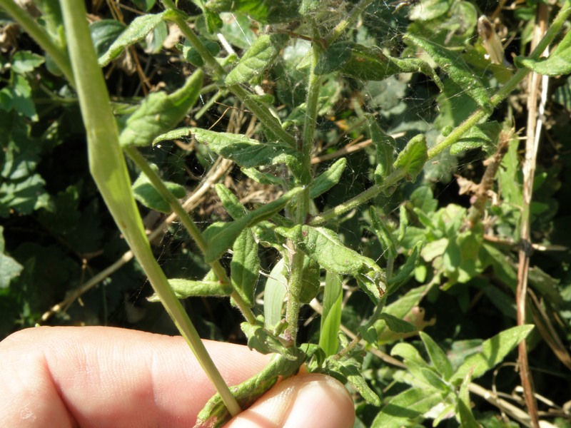 Pulicaria dysenterica