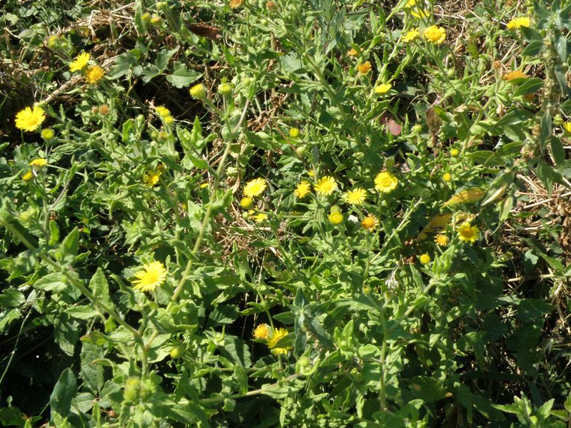 Pulicaria dysenterica
