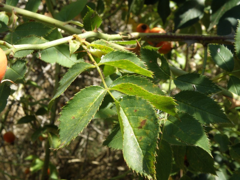 Rosa sp.