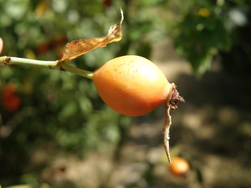 Rosa sp.