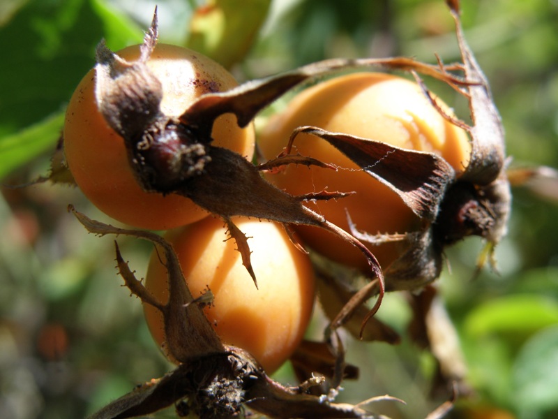 Rosa sp.