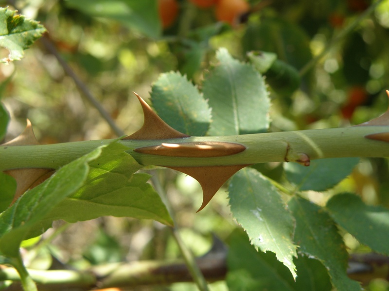 Rosa sp.
