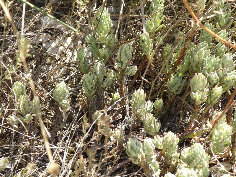 Sedum sp.