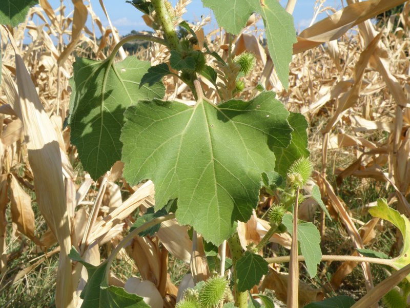 Xanthium italicum