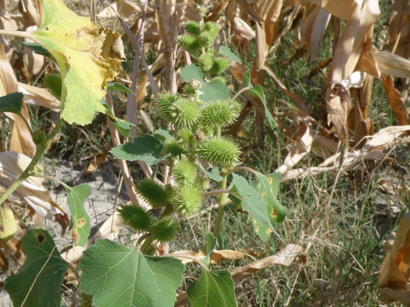 Xanthium italicum