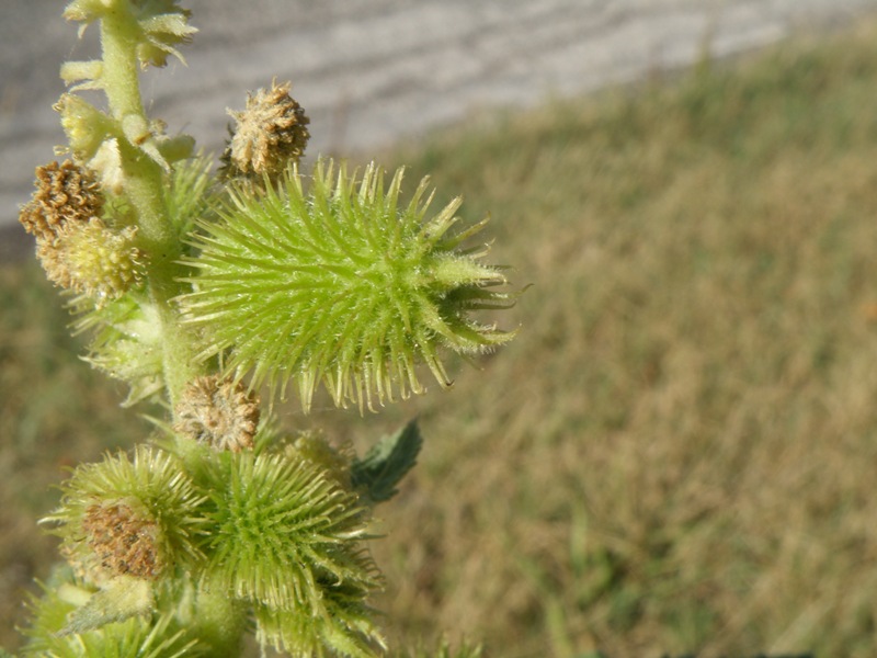 Xanthium italicum