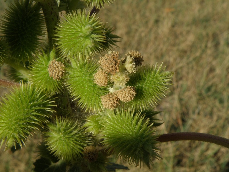 Xanthium italicum