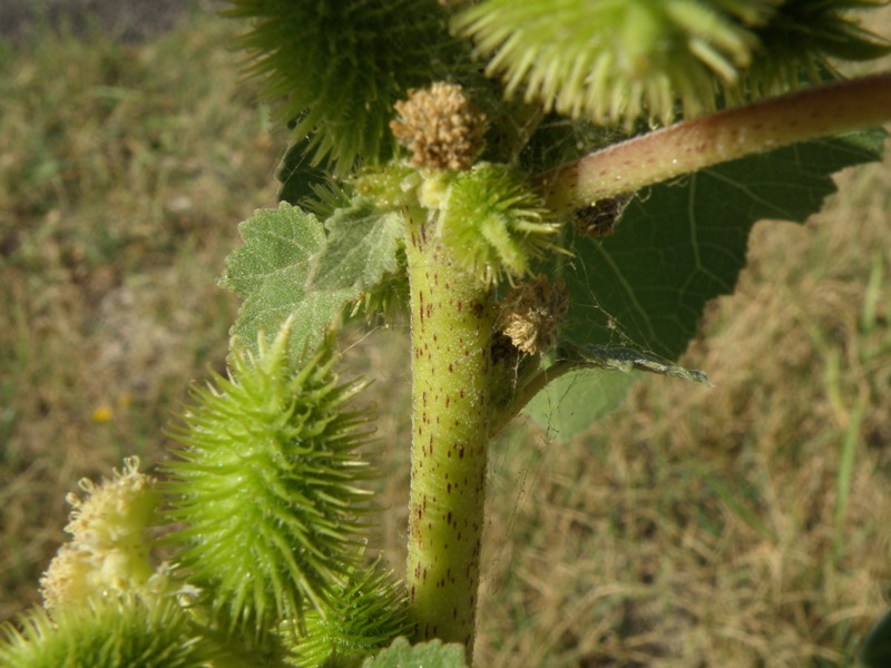 Xanthium italicum