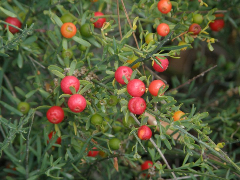 Osyris alba / Ginestrella comune