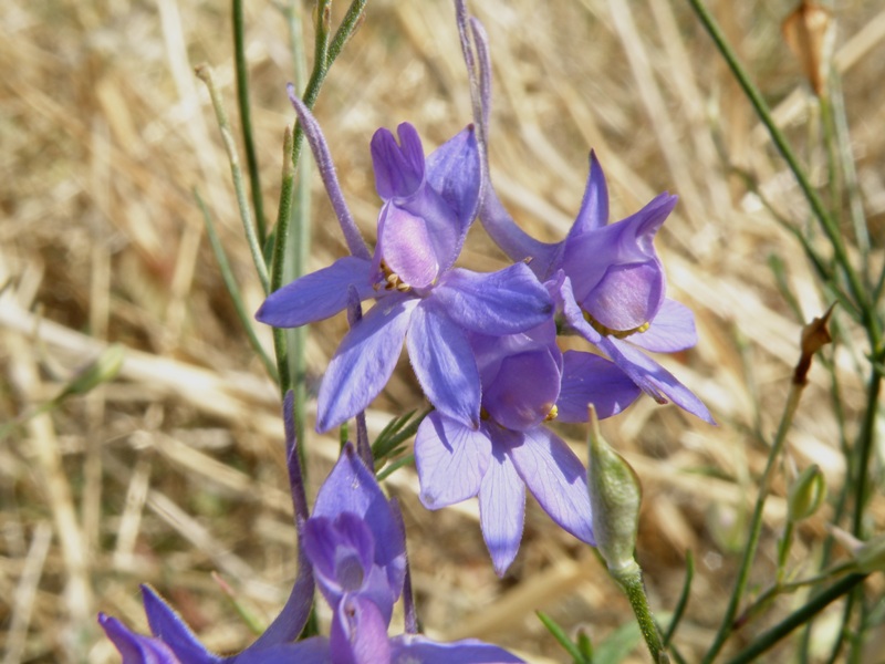 Consolida regalis sl.