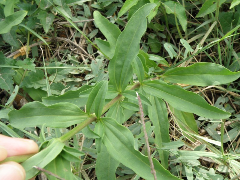 Saponaria officinalis