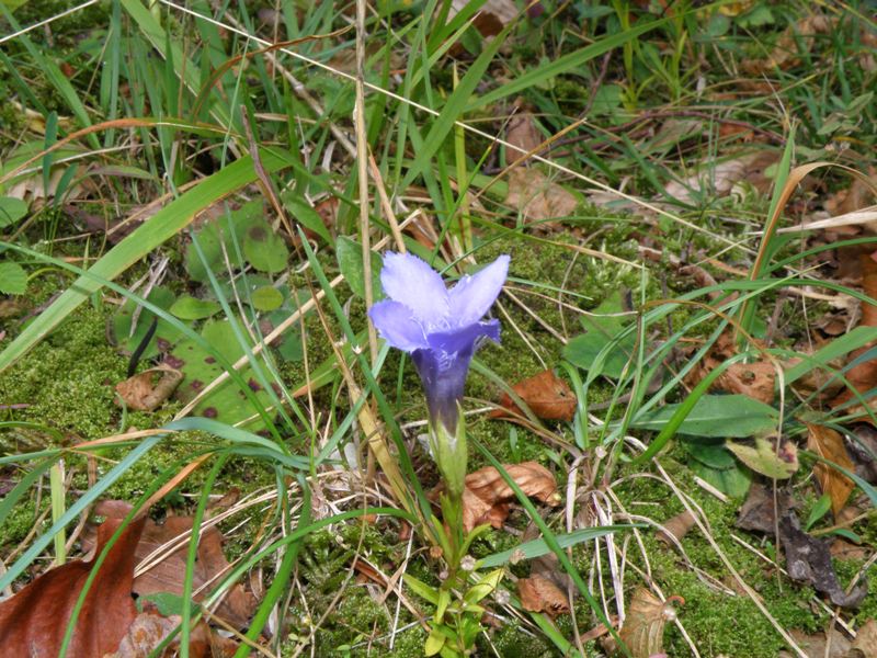 Monte San Vicino - Gentianopsis ciliata