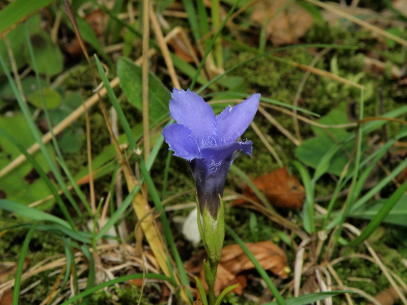Monte San Vicino - Gentianopsis ciliata
