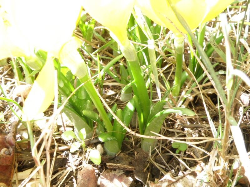 Sternbergia Lutea / Zafferanastro giallo