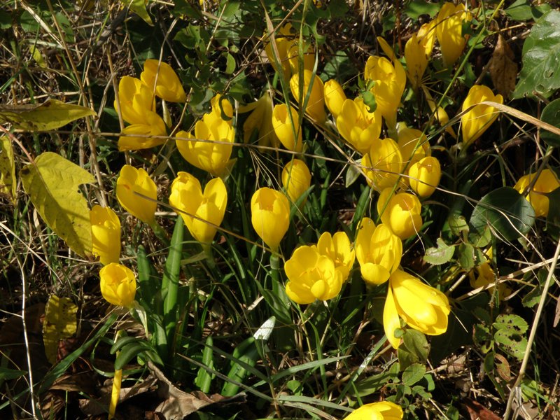 Sternbergia Lutea / Zafferanastro giallo