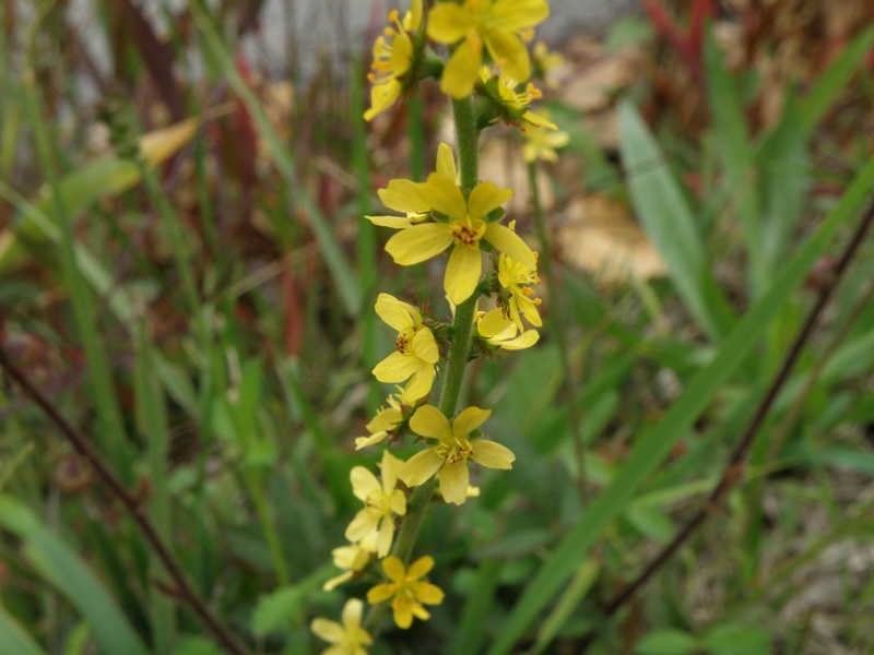 Verbascum ? no, Agrimonia eupatoria