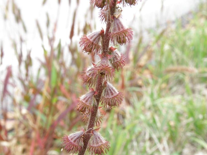 Verbascum ? no, Agrimonia eupatoria