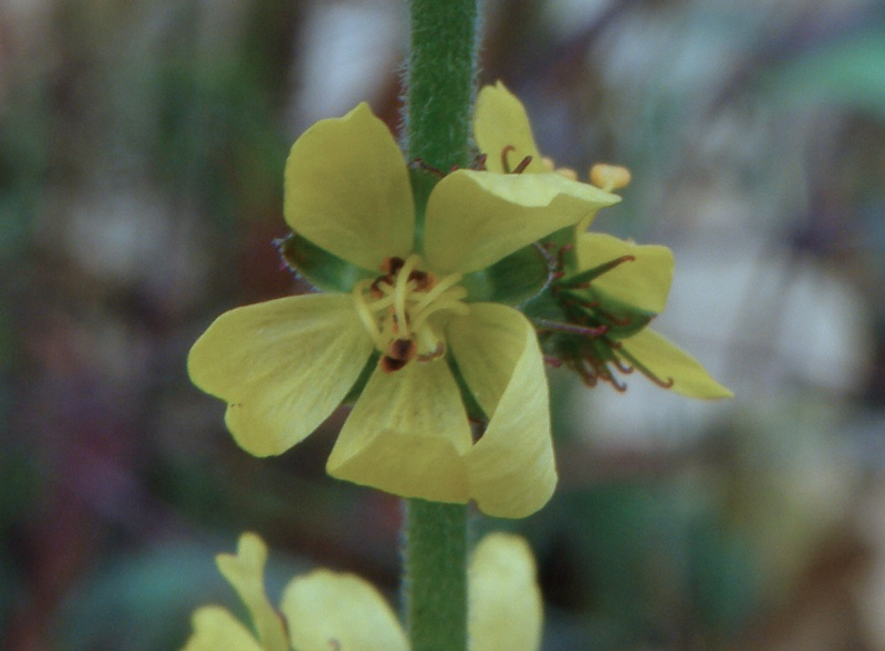 Verbascum ? no, Agrimonia eupatoria