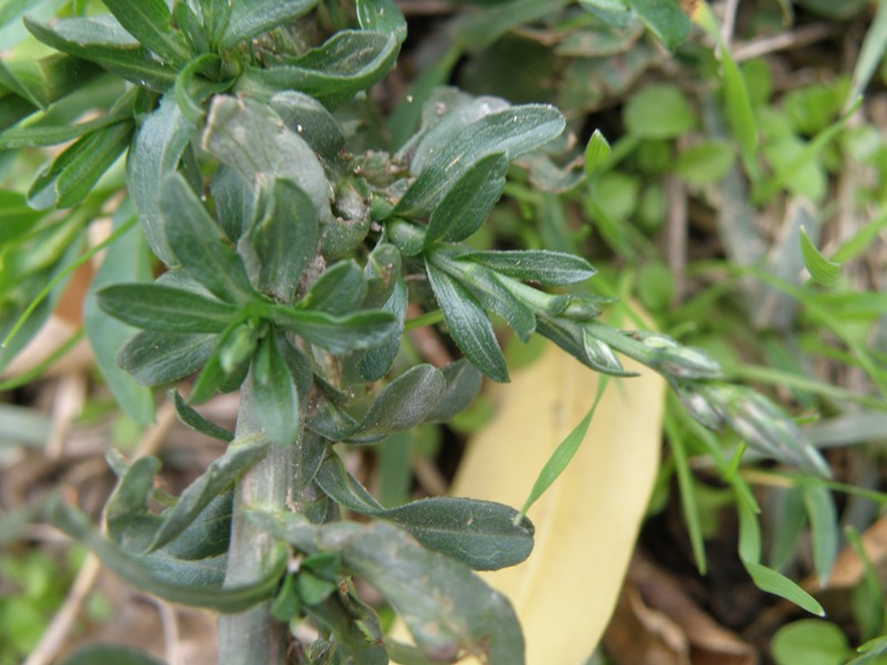Symphyotrichum squamatum / Astro autunnale