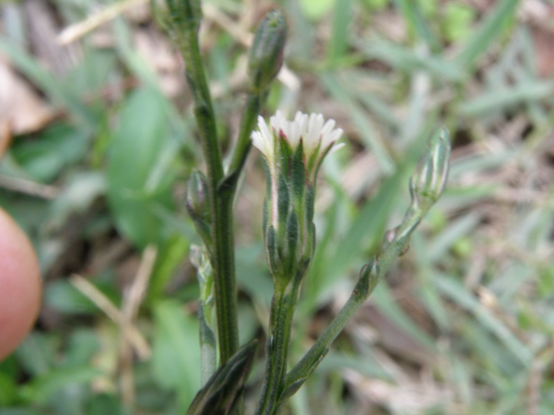 Symphyotrichum squamatum / Astro autunnale