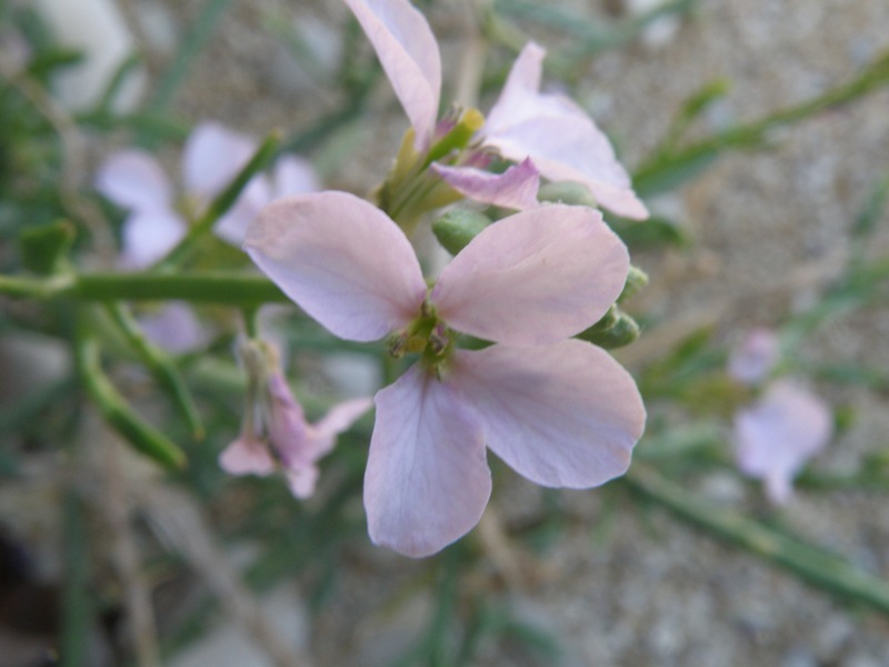 Cakile maritima / Ravastrello marittimo