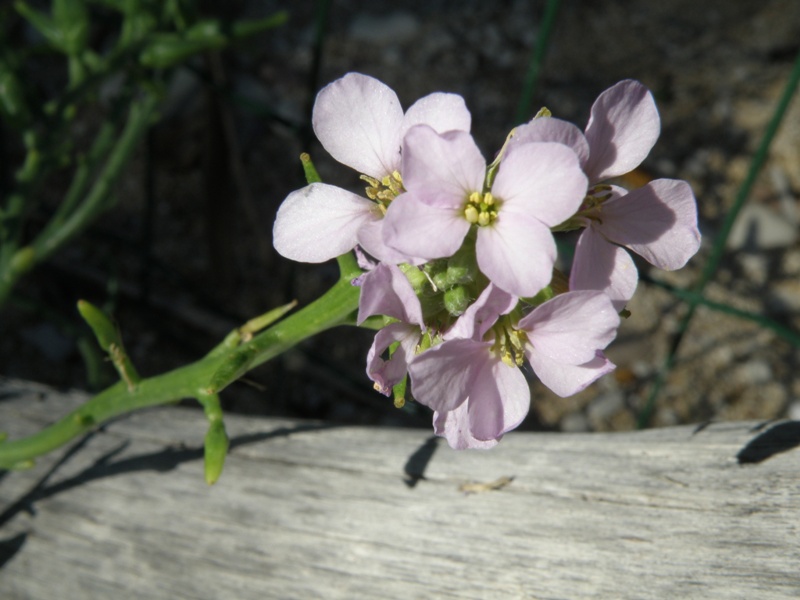 Cakile maritima / Ravastrello marittimo
