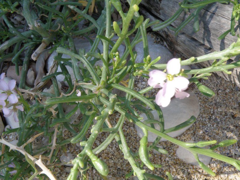 Cakile maritima / Ravastrello marittimo