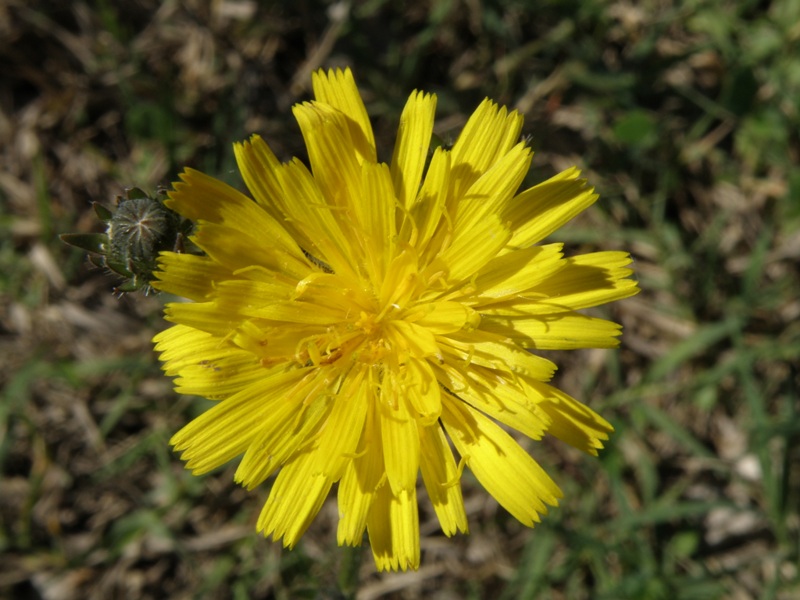 Picris hieracioides